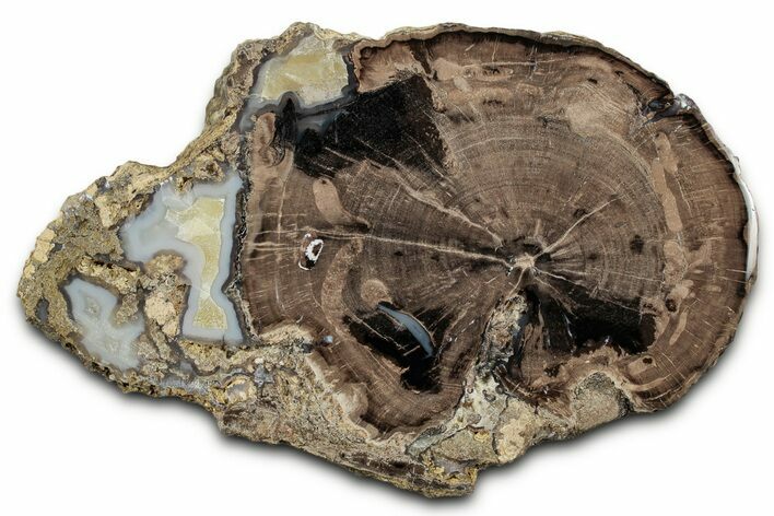Petrified Wood (Schinoxylon) Round - Blue Forest, Wyoming #335004